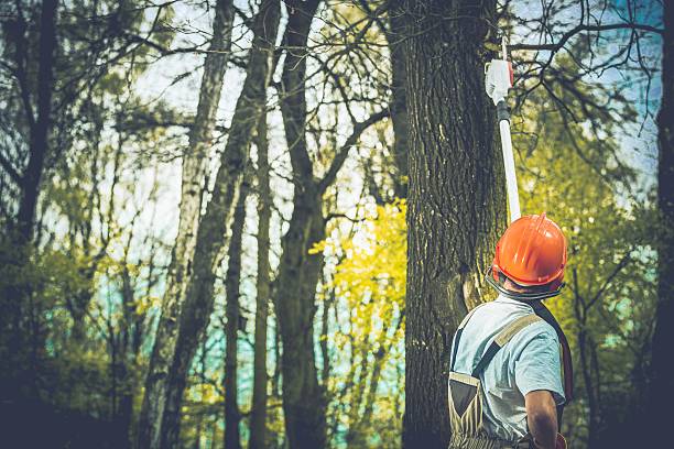 Best Storm Damage Tree Cleanup  in Berkshire Lakes, FL