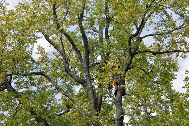 How Our Tree Care Process Works  in  Berkshire Lakes, FL